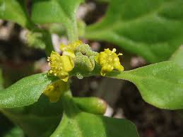Image result for Tetragonia spicata