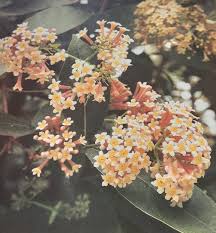 Image result for Rogiera cordata