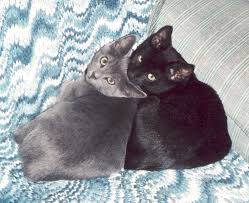 Send me more info on this pet! 20 Most Beautiful Grey Manx Cat Photos And Images