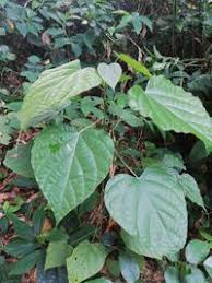 Image result for Caloncoba crepiniana