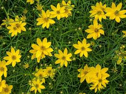 Most tickseed plants are native to the southeastern us and mexico. Coreopsis Verticillata Threadleaf Coreopsis Thread Leaf Tickseed Tickseed Whorled Coreopsis North Carolina Extension Gardener Plant Toolbox