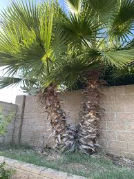 Image result for Washingtonia robusta