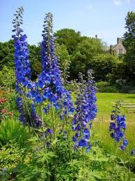 Care Of Delphinium Flowers Tips For Growing Delphinium Plants Delphinium Flowers Delphinium Plant Delphinium