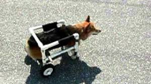 See more ideas about dog wheelchair, diy dog wheelchair, wheelchair. How To Make A Diy Dog Wheelchair 5 Best Designs