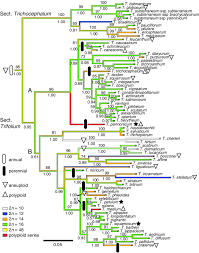 Image result for Trifolium semipilosum