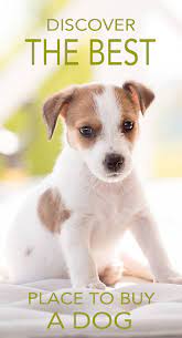 Where To Buy A Dog Or Puppy A Guide To Reputable Dog Sellers Buy A Dog Puppy Breeds Puppies Funny