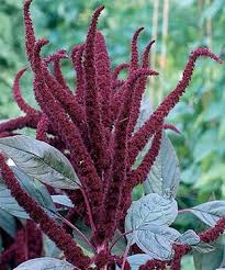 Image result for Amaranthus praetermissus