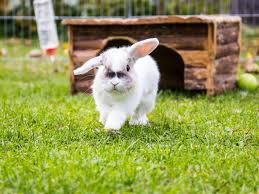 How Long Do Pet Rabbits Live