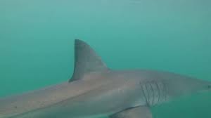 We did not find results for: Cute Little Great White Shark Youtube