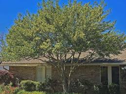 Maybe you would like to learn more about one of these? Yaupon Holly Cool Landscapes Landscaping Plants Ornamental Trees