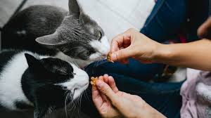 Mix a little bit in and then sprinkle a bit on top. Purina Vs Royal Canin Cat Food Which One Should You Feed To Your Cat Petsradar