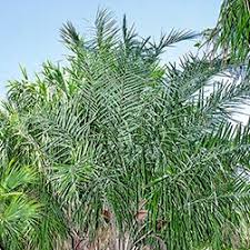 Image result for Syagrus