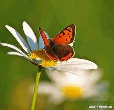 Maybe you would like to learn more about one of these? Schmetterlinge Im Garten Pflege Pflanzen Dungen Schnitt