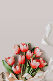 Red And White Tulip On Blank Beige Background Template Premium Image By Rawpixel Com Ake Te Red And White Flowers Flower Background Wallpaper White Tulips