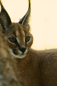 The best place to see a caracal cat is in its natural habitat, on an african safari. Caracals Great Cats World Park