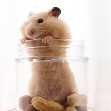 hamster おしゃれまとめの人気アイデア pinterest アルケプ ハムスター キンクマ キンクマハムスター