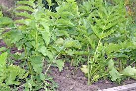 A pancreas transplant is an organ transplant that involves implanting a healthy pancreas (one that can produce insulin) into a person who usually has diabetes. Parsnips Seed Starting Tips