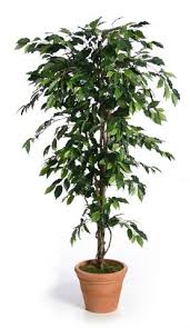 Just one giant ficus tree can do it. Artificial Silk Fat Ficus Tree Just Artificial