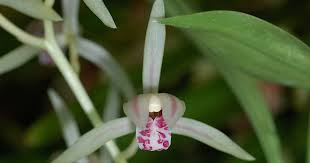 Image result for Chlorophytum lancifolium