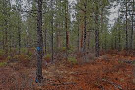 Fire Faqs What Is Forest Fuel And What Are Fuel Treatments Osu Extension Catalog Oregon State University