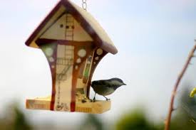 خلفيات طيور جميلة صور طيور رائعة in 2021 bird house bird bird feeders