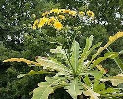 Image result for Sonchus friesii