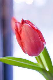 Pink Bud Of A Tulip On A Green Stalk Beautiful Flower Shot By A Photographer Fr Spon Green Stalk Beautiful Pink Beautiful Flowers Tulips Flowers