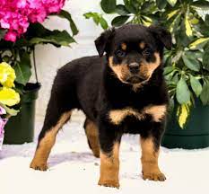 Grooming them daily will not only stimulate their circulation but will also help you strengthen your bond with your pooch. Rascal Rottweiler Puppy For Sale In Quarryville Pa Happy Valentines Day Happyvalentinesday2016i