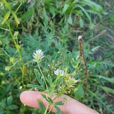 Image result for Trigonella anguina