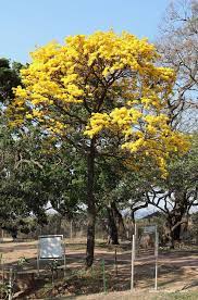 Tipuana Tipu Rosewood Tree Botanical Gardens Santa Cruz De La Sierra Bolivia Santa Cruz Botanical Gardens Cruz