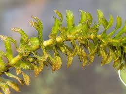 Image result for Hydrilla