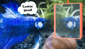 Menjul barangan seperti tank /bowl/deco dan. Top 10 Ideas For Betta Fish Toys Don T Have A Bored Betta