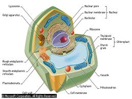 Fundamentally, the plant vacuoles are of two types, which are namely, protein storage vacuoles and lytic vacuoles. Thinking Strategies For Cell Biology Ppt Download