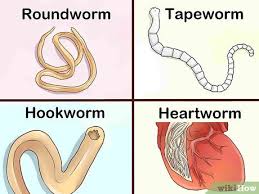 How To Identify Different Dog Worms With Pictures Wikihow
