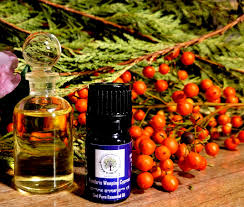 Image result for Cupressus funebris