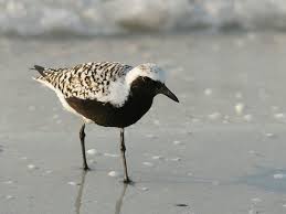List Birds That Start With B Grey Plover Pluvialis Squatarola Plover Birds Bird Life List