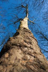 Get Low And Aim High How To Use Low Angle Photography To Great Effect