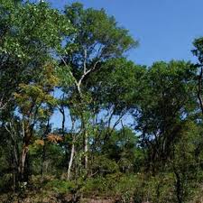 Image result for Julbernardia paniculata