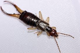 How to get rid of destructive garden insects. Ask An Expert Four Tips For Getting Rid Of Eerie Earwigs Usu