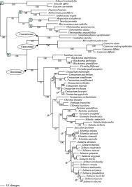 Image result for Schinziella tetragona