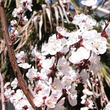 Image result for Prunus armeniaca