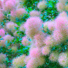 Image result for Crotalaria schliebenii