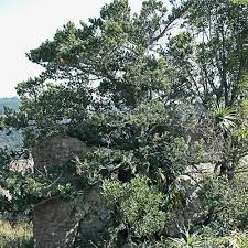 Image result for Podocarpus latifolius
