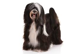 Watch this space for more. Tibetan Terrier Dog Breed Information