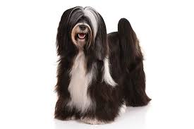 We do not endorse any particular breeder and take no responsibility for the actions or conduct of any breeder on this list. Tibetan Terrier Dog Breed Information