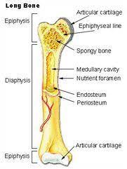Fracture Physiopedia