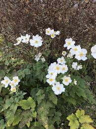 Japanese Anemone Japanese Anemone Anemone Japanese