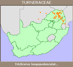 Image result for Tricliceras longepedunculatum