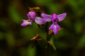 Image result for Cynorkis kassneriana