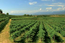 42 ha / 104 acres (2019). Colli Orientali Del Friuli Picolit Dop Qualigeo